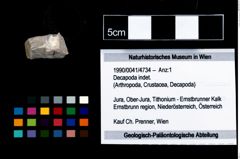 Foto (Objekt + Etikett) von Decapoda indet.  (NHMW-GEO-1990-0041-4734)